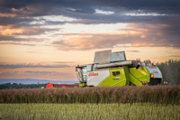 Zbi�r rzepaku 2025 OHZ w Osieku Sp. z o. o.